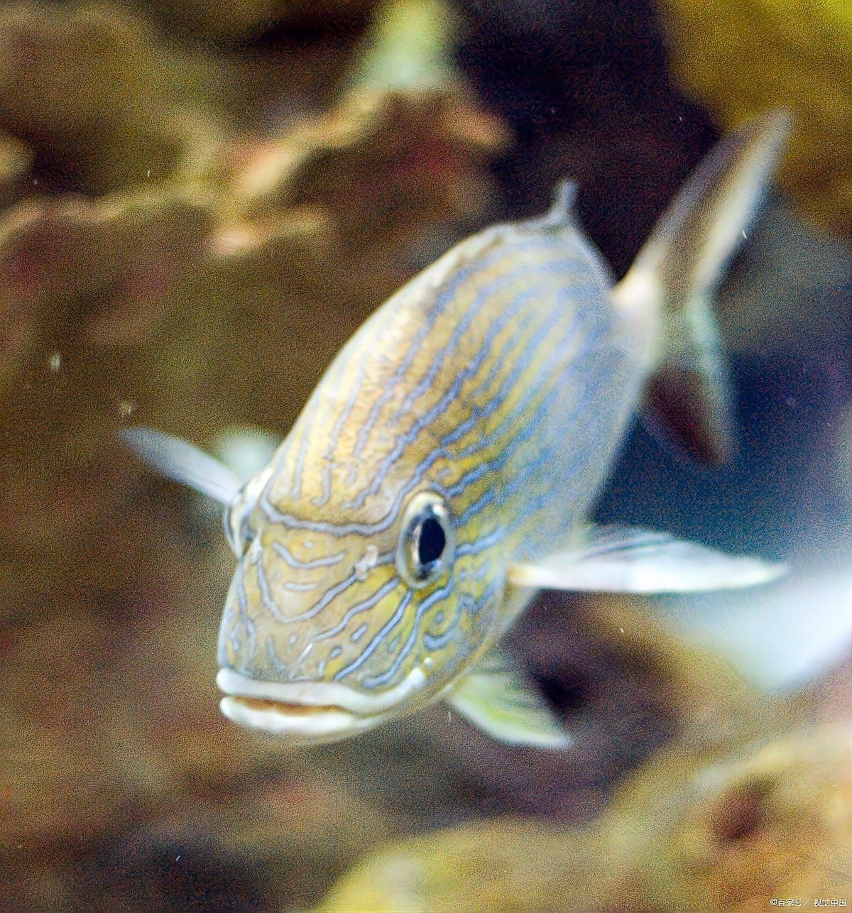 曼龍魚有哪些天敵？【「養魚必看」曼龍魚混養全攻略】