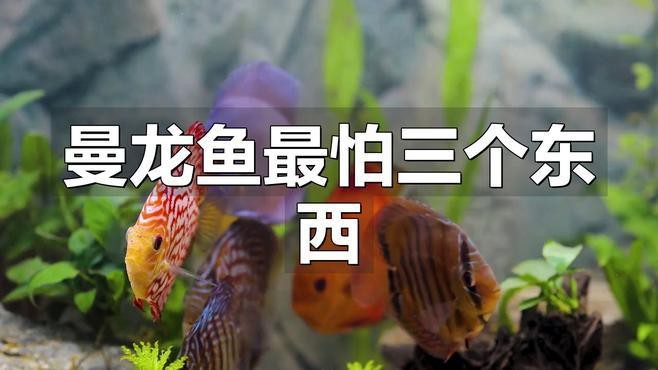 曼龍魚有哪些天敵？【「養魚必看」曼龍魚混養全攻略】
