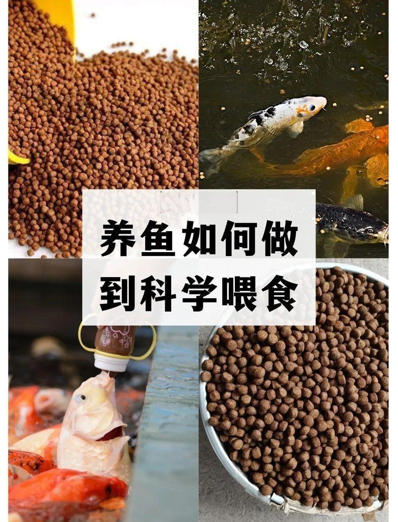 紅箭魚一天喂幾次【紅箭魚喂食頻率需根據其年齡、體型以及季節變化來調整】