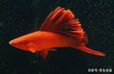 紅箭魚一天喂幾次【紅箭魚喂食頻率需根據其年齡、體型以及季節變化來調整】