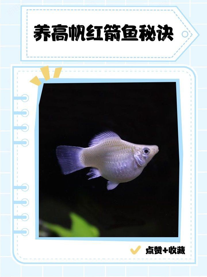 紅箭魚一天喂幾次【紅箭魚喂食頻率需根據其年齡、體型以及季節變化來調整】