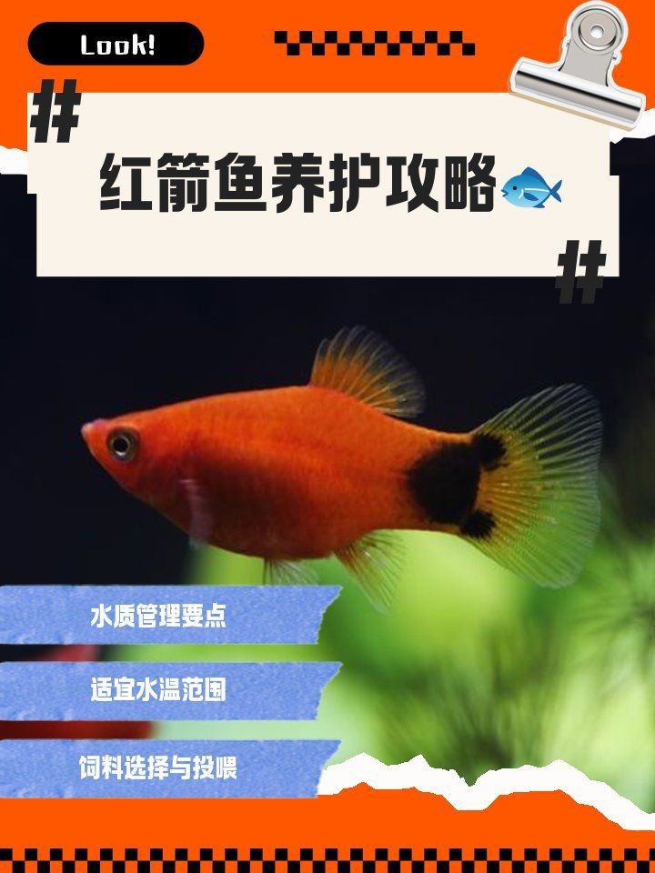 紅箭魚一天喂幾次【紅箭魚喂食頻率需根據其年齡、體型以及季節變化來調整】