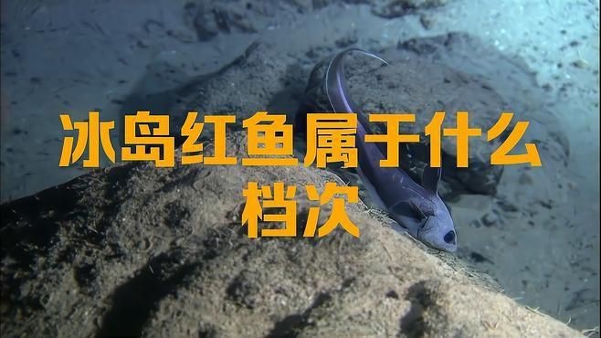 紅魚(yú)是什么檔次的魚(yú)【紅魚(yú)是什么檔次的魚(yú)，星河漫步,美國(guó)紅魚(yú)】
