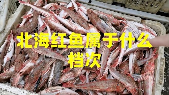 紅魚(yú)是什么檔次的魚(yú)【紅魚(yú)是什么檔次的魚(yú)，星河漫步,美國(guó)紅魚(yú)】
