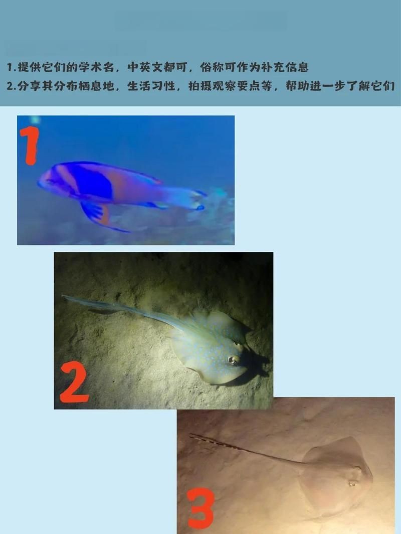 藍(lán)斑條尾魟是魔鬼魚(yú)嗎【科普中國(guó)，探秘藍(lán)斑條尾魟的神秘世界擺爛】