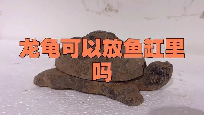 龍龜擺件放魚缸里行嗎【龍龜可以放魚缸里嗎,office百技通】
