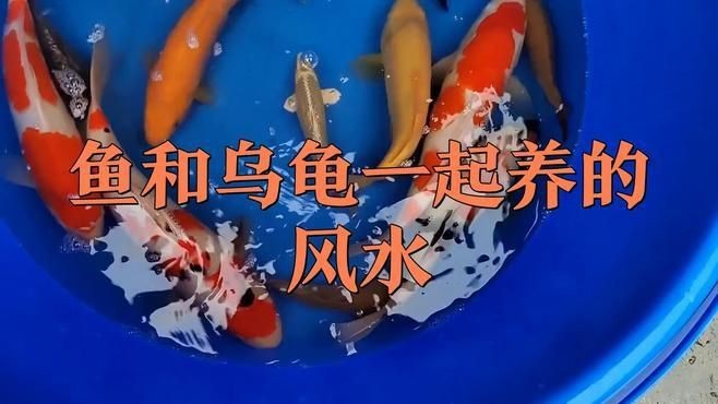 龍龜擺件放魚缸里行嗎【龍龜可以放魚缸里嗎,office百技通】