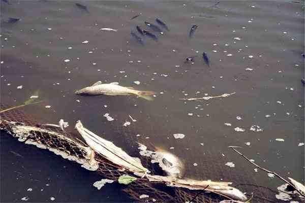 大頭魚浮頭會影響生長嗎？【極客汐潮魚浮頭原因大揭秘，如何解決缺氧問題】