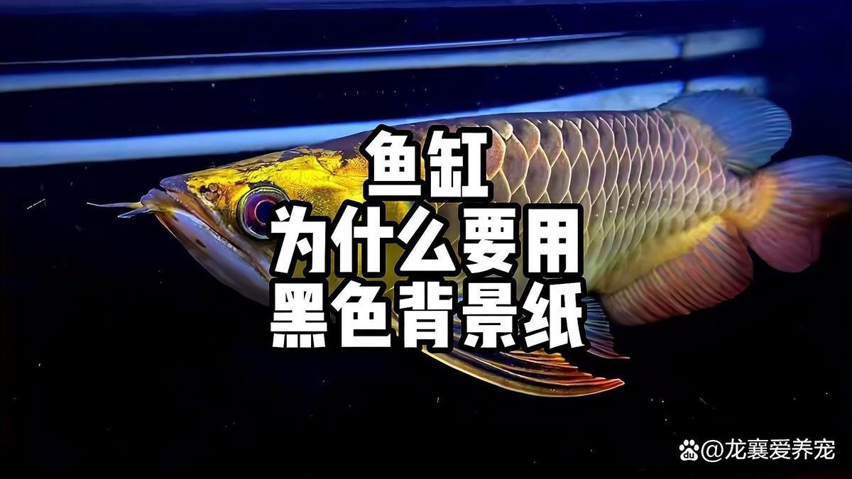 養(yǎng)龍魚用什么背景圖【《養(yǎng)龍魚背景圖的選擇要點(diǎn)》*】