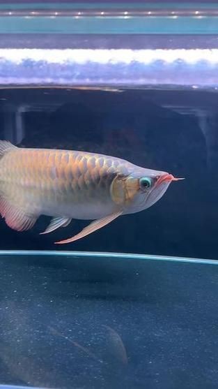 龍魚(yú)戰(zhàn)車(chē)體型圖解【《龍魚(yú)戰(zhàn)車(chē)體型圖解》】