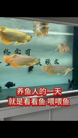 龍魚戰(zhàn)車體型圖解【《龍魚戰(zhàn)車體型圖解》】