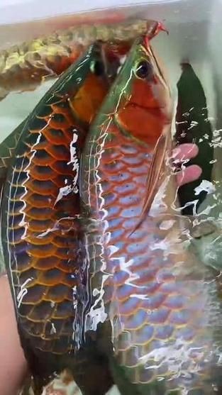 龍魚戰(zhàn)車體型圖解【《龍魚戰(zhàn)車體型圖解》】