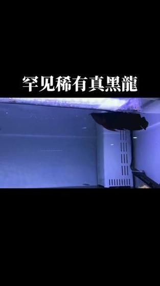 龍魚戰(zhàn)車體型圖解【《龍魚戰(zhàn)車體型圖解》】