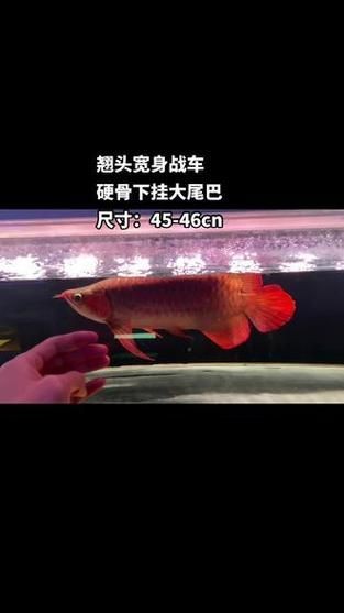 龍魚戰(zhàn)車體型圖解【《龍魚戰(zhàn)車體型圖解》】