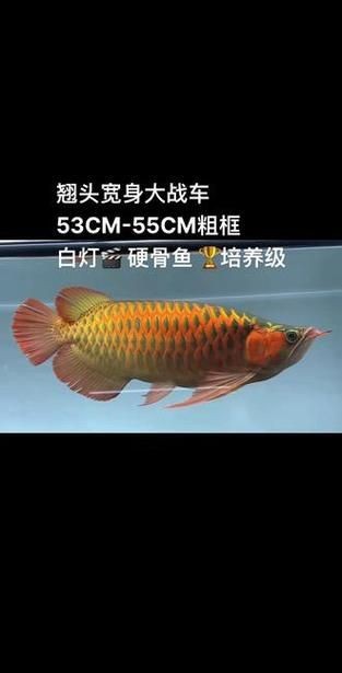 龍魚戰(zhàn)車體型圖解【《龍魚戰(zhàn)車體型圖解》】