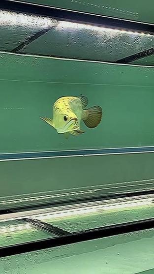 龍魚戰(zhàn)車體型圖解【《龍魚戰(zhàn)車體型圖解》】