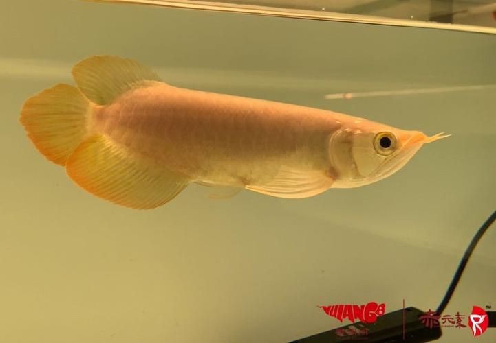 龍魚戰(zhàn)車體型圖解【《龍魚戰(zhàn)車體型圖解》】