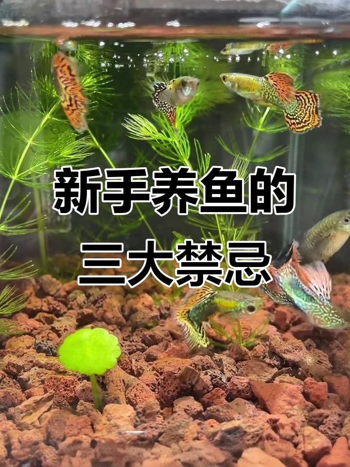 養魚有哪些禁忌事項【新手養魚必學的19條養魚技巧，養魚新手必學的19條養魚技巧】