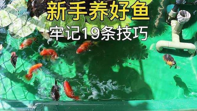 養魚有哪些禁忌事項【新手養魚必學的19條養魚技巧，養魚新手必學的19條養魚技巧】
