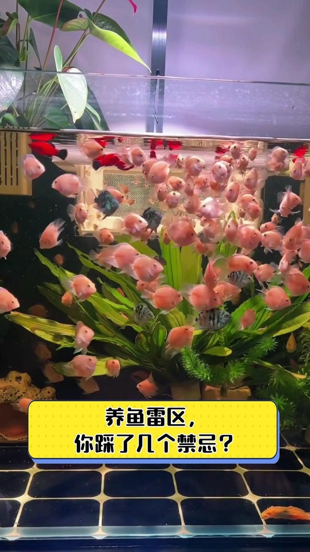 養魚有哪些禁忌事項【新手養魚必學的19條養魚技巧，養魚新手必學的19條養魚技巧】