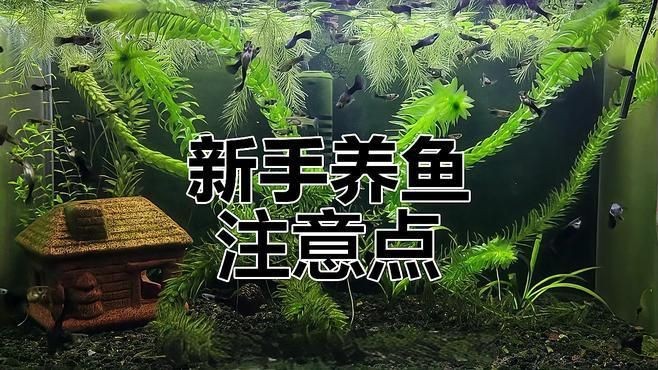 養魚有哪些禁忌事項【新手養魚必學的19條養魚技巧，養魚新手必學的19條養魚技巧】