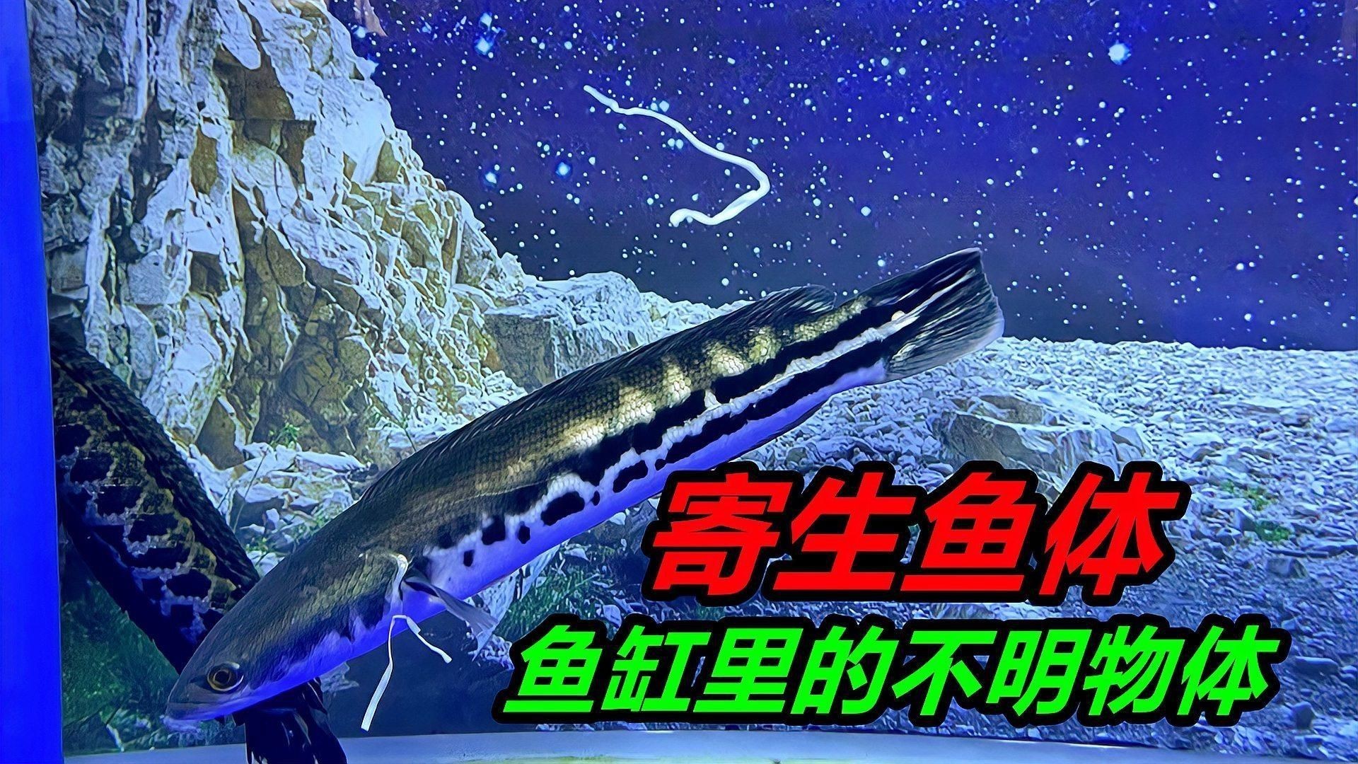 哪些魚更容易感染白色線蟲？【容易得白點的吊類排名,看看哪些最易感染】 哪些魚更容易感染白色線蟲？【容易得白點的吊類排名,看看哪些最易感染】 龍魚百科 第2張