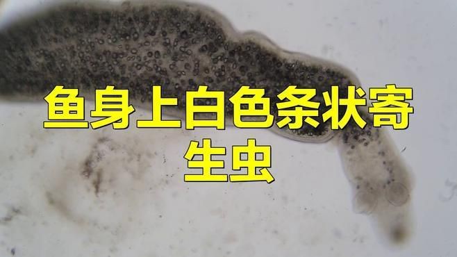 哪些魚更容易感染白色線蟲？【容易得白點的吊類排名,看看哪些最易感染】 哪些魚更容易感染白色線蟲？【容易得白點的吊類排名,看看哪些最易感染】 龍魚百科 第3張