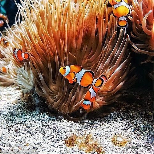 紅玫瑰魚為何盡量少吃【養生寶典開市紅玫瑰魚為何要盡量少吃紅玫瑰魚】 龍魚論壇 第2張 紅玫瑰魚為何盡量少吃【養生寶典開市紅玫瑰魚為何要盡量少吃紅玫瑰魚】 紅玫瑰魚為何盡量少吃【養生寶典開市紅玫瑰魚為何要盡量少吃紅玫瑰魚】 龍魚論壇 第2張