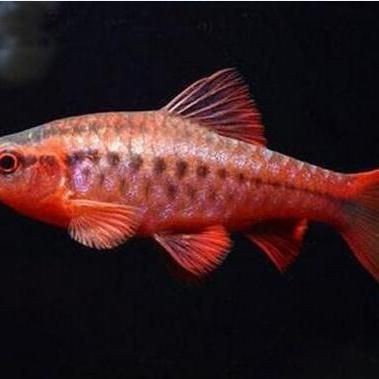 紅玫瑰魚為何盡量少吃【養生寶典開市紅玫瑰魚為何要盡量少吃紅玫瑰魚】 龍魚論壇 第4張 紅玫瑰魚為何盡量少吃【養生寶典開市紅玫瑰魚為何要盡量少吃紅玫瑰魚】 紅玫瑰魚為何盡量少吃【養生寶典開市紅玫瑰魚為何要盡量少吃紅玫瑰魚】 龍魚論壇 第4張