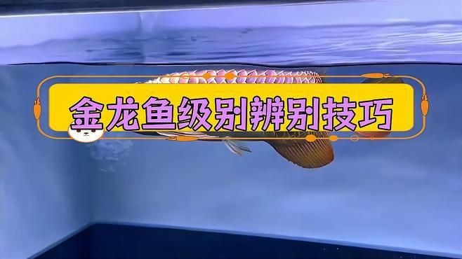 金龍魚有幾個品種等級【如何區分金龍魚的等級】