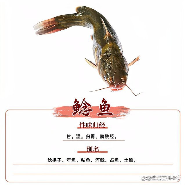 燉鯰魚三放三不放【\