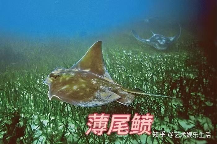 魟魚和蝠鲼的區別【澳大利亞小眾旅行攻略：[需手動填充]魚和蝠鲼、魔鬼魚有什么區別】 魟魚和蝠鲼的區別【澳大利亞小眾旅行攻略：[需手動填充]魚和蝠鲼、魔鬼魚有什么區別】 龍魚論壇 第17張