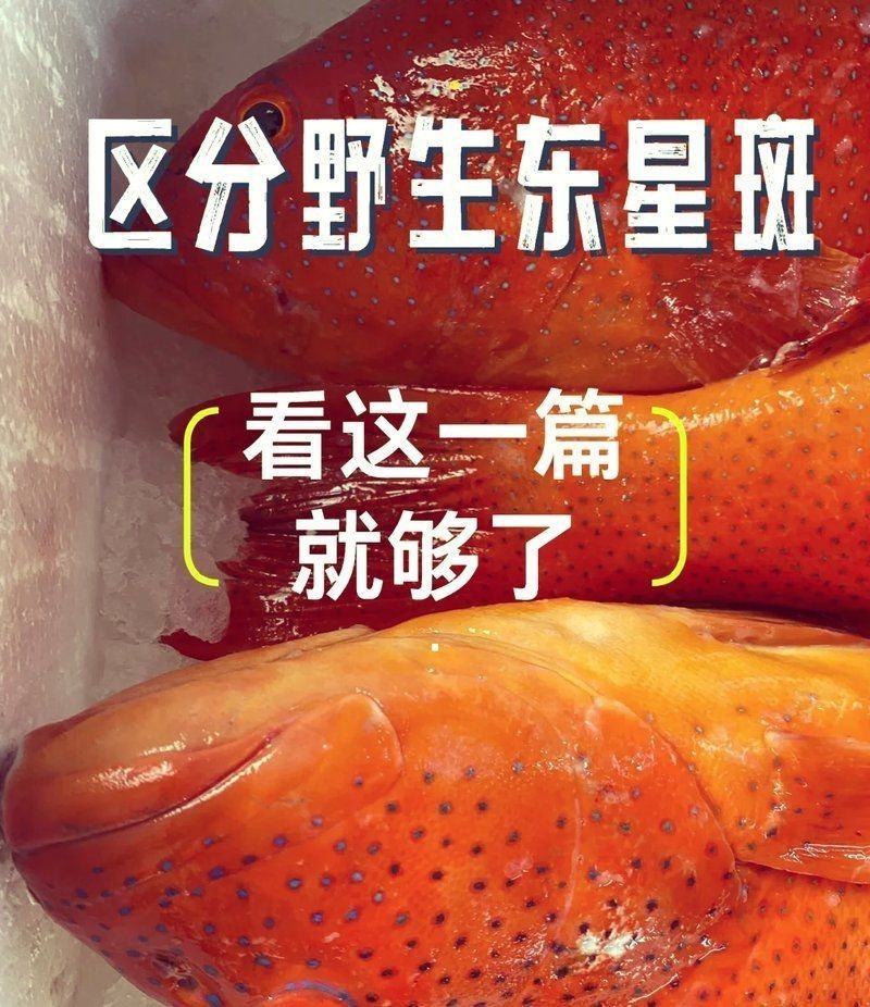 老鼠斑為什么比東星斑貴【老鼠斑與東星斑哪個貴】