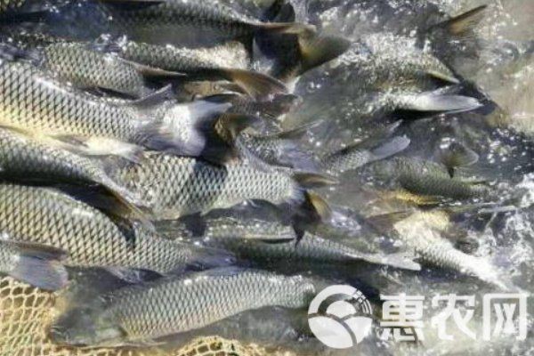 1斤草魚(yú)苗批發(fā)價(jià)格【1斤草魚(yú)苗批發(fā)價(jià)格多少錢(qián)一尾惠農(nóng)網(wǎng)8至15尾一斤】