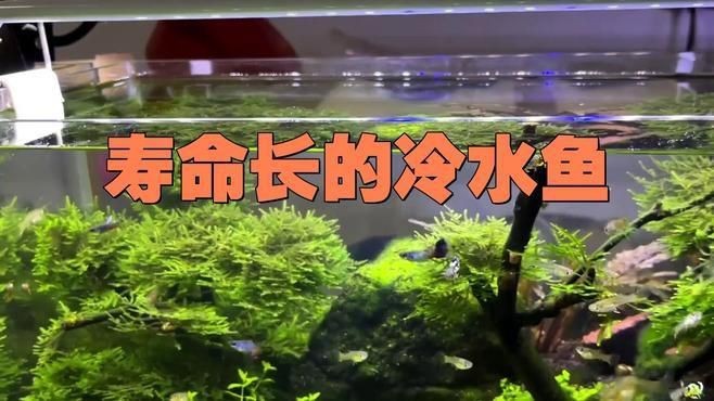 冷水魚壽命長的有幾種【冷水魚中壽命較長的種類，最長可達百年柚子不誘淡水魚壽命大揭秘】
