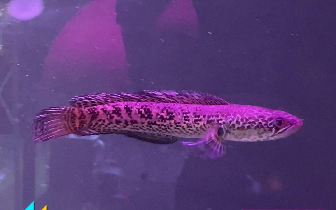 推薦幾款適合養鬼王雷龍魚的魚缸【新手怎么選擇小型雷龍魚】