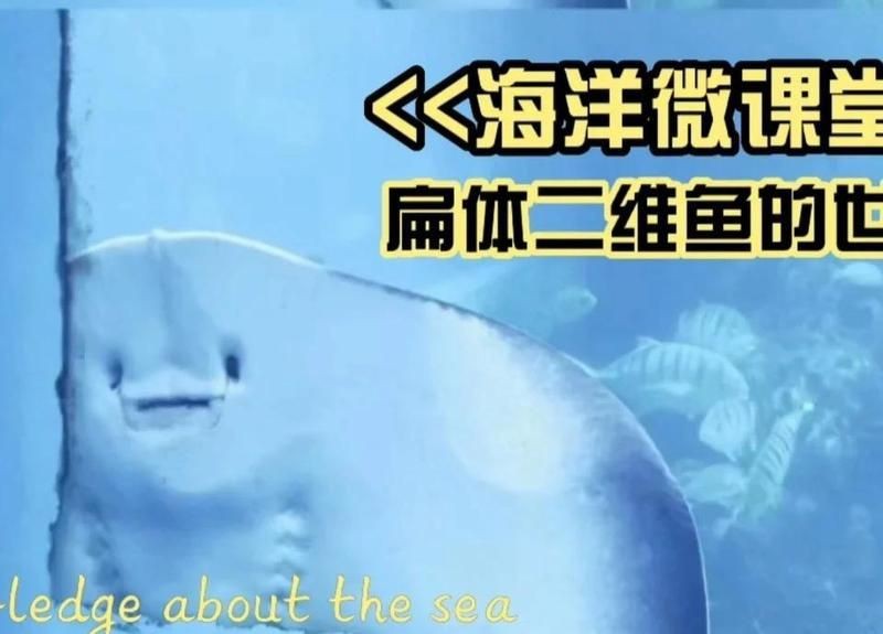 魟魚鰩魚【《神秘提的2,特別的2,鰩魚》】