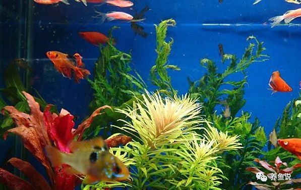80cm寬魚缸一般養多久【80cm寬魚缸的養殖時長受多種因素影響】 80cm寬魚缸一般養多久【80cm寬魚缸的養殖時長受多種因素影響】 龍魚論壇 第1張