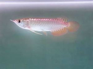 金龍魚過背和b過區別【金龍魚過背和b過的區別】