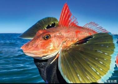 紅頭魚的學名【如何區分紅頭魚的不同種類】
