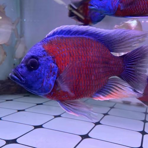 藍面財神魚公母區(qū)別圖【養(yǎng)魚老道,魚怎么分辨公母揭秘水下世界的性別奧秘!】 龍魚百科 第1張 藍面財神魚公母區(qū)別圖【養(yǎng)魚老道,魚怎么分辨公母揭秘水下世界的性別奧秘!】 藍面財神魚公母區(qū)別圖【養(yǎng)魚老道,魚怎么分辨公母揭秘水下世界的性別奧秘!】 龍魚百科 第1張