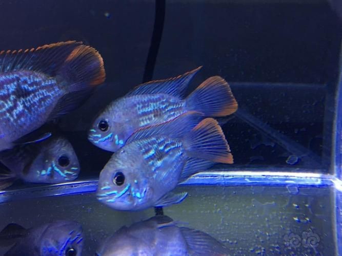 藍面財神魚公母區(qū)別圖【養(yǎng)魚老道,魚怎么分辨公母揭秘水下世界的性別奧秘!】 龍魚百科 第17張 藍面財神魚公母區(qū)別圖【養(yǎng)魚老道,魚怎么分辨公母揭秘水下世界的性別奧秘!】 藍面財神魚公母區(qū)別圖【養(yǎng)魚老道,魚怎么分辨公母揭秘水下世界的性別奧秘!】 龍魚百科 第17張