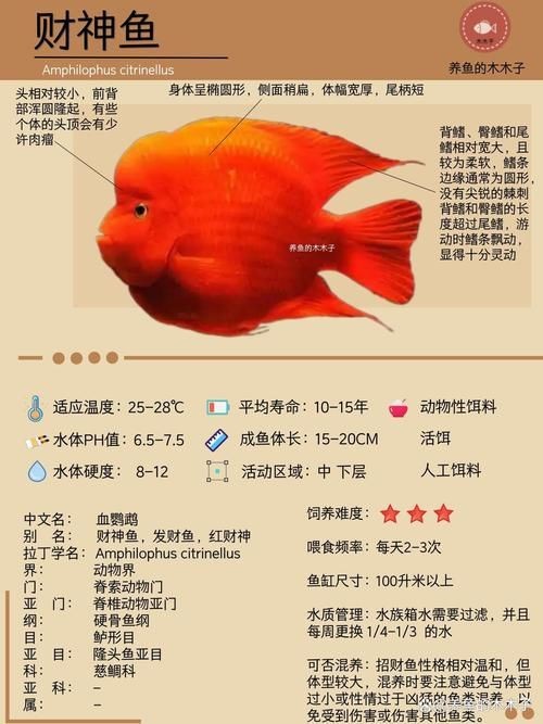 藍面財神魚公母區(qū)別圖【養(yǎng)魚老道,魚怎么分辨公母揭秘水下世界的性別奧秘!】 龍魚百科 第12張 藍面財神魚公母區(qū)別圖【養(yǎng)魚老道,魚怎么分辨公母揭秘水下世界的性別奧秘!】 藍面財神魚公母區(qū)別圖【養(yǎng)魚老道,魚怎么分辨公母揭秘水下世界的性別奧秘!】 龍魚百科 第12張