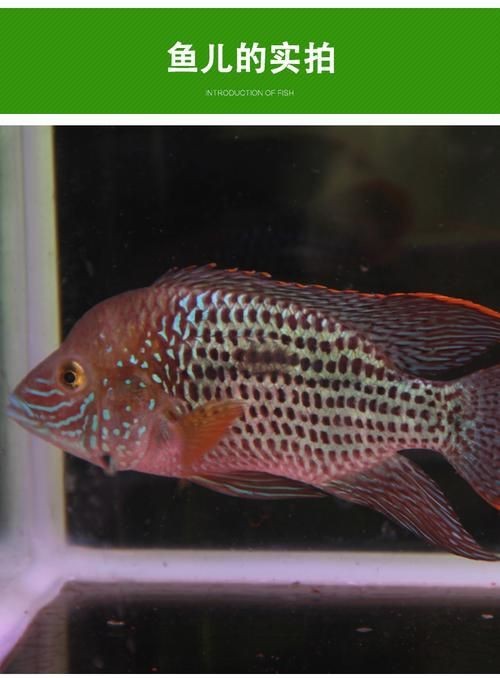藍面財神魚公母區(qū)別圖【養(yǎng)魚老道,魚怎么分辨公母揭秘水下世界的性別奧秘!】 龍魚百科 第15張 藍面財神魚公母區(qū)別圖【養(yǎng)魚老道,魚怎么分辨公母揭秘水下世界的性別奧秘!】 藍面財神魚公母區(qū)別圖【養(yǎng)魚老道,魚怎么分辨公母揭秘水下世界的性別奧秘!】 龍魚百科 第15張