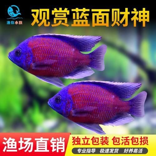 藍面財神魚公母區(qū)別圖【養(yǎng)魚老道,魚怎么分辨公母揭秘水下世界的性別奧秘!】 龍魚百科 第10張 藍面財神魚公母區(qū)別圖【養(yǎng)魚老道,魚怎么分辨公母揭秘水下世界的性別奧秘!】 藍面財神魚公母區(qū)別圖【養(yǎng)魚老道,魚怎么分辨公母揭秘水下世界的性別奧秘!】 龍魚百科 第10張