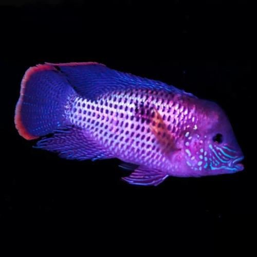 藍面財神魚公母區(qū)別圖【養(yǎng)魚老道,魚怎么分辨公母揭秘水下世界的性別奧秘!】 龍魚百科 第23張 藍面財神魚公母區(qū)別圖【養(yǎng)魚老道,魚怎么分辨公母揭秘水下世界的性別奧秘!】 藍面財神魚公母區(qū)別圖【養(yǎng)魚老道,魚怎么分辨公母揭秘水下世界的性別奧秘!】 龍魚百科 第23張