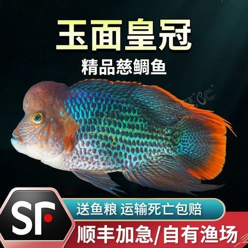 藍面財神魚公母區(qū)別圖【養(yǎng)魚老道,魚怎么分辨公母揭秘水下世界的性別奧秘!】 龍魚百科 第24張 藍面財神魚公母區(qū)別圖【養(yǎng)魚老道,魚怎么分辨公母揭秘水下世界的性別奧秘!】 藍面財神魚公母區(qū)別圖【養(yǎng)魚老道,魚怎么分辨公母揭秘水下世界的性別奧秘!】 龍魚百科 第24張