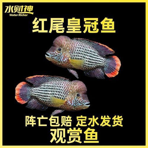 藍面財神魚公母區(qū)別圖【養(yǎng)魚老道,魚怎么分辨公母揭秘水下世界的性別奧秘!】 龍魚百科 第22張 藍面財神魚公母區(qū)別圖【養(yǎng)魚老道,魚怎么分辨公母揭秘水下世界的性別奧秘!】 藍面財神魚公母區(qū)別圖【養(yǎng)魚老道,魚怎么分辨公母揭秘水下世界的性別奧秘!】 龍魚百科 第22張