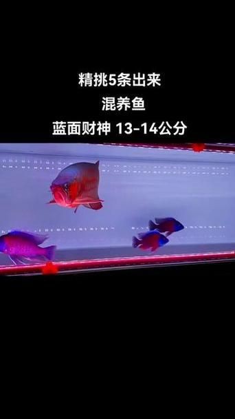 藍面財神魚公母區(qū)別圖【養(yǎng)魚老道,魚怎么分辨公母揭秘水下世界的性別奧秘!】 龍魚百科 第19張 藍面財神魚公母區(qū)別圖【養(yǎng)魚老道,魚怎么分辨公母揭秘水下世界的性別奧秘!】 藍面財神魚公母區(qū)別圖【養(yǎng)魚老道,魚怎么分辨公母揭秘水下世界的性別奧秘!】 龍魚百科 第19張