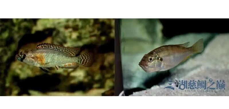 藍面財神魚公母區(qū)別圖【養(yǎng)魚老道,魚怎么分辨公母揭秘水下世界的性別奧秘!】 龍魚百科 第26張 藍面財神魚公母區(qū)別圖【養(yǎng)魚老道,魚怎么分辨公母揭秘水下世界的性別奧秘!】 藍面財神魚公母區(qū)別圖【養(yǎng)魚老道,魚怎么分辨公母揭秘水下世界的性別奧秘!】 龍魚百科 第26張